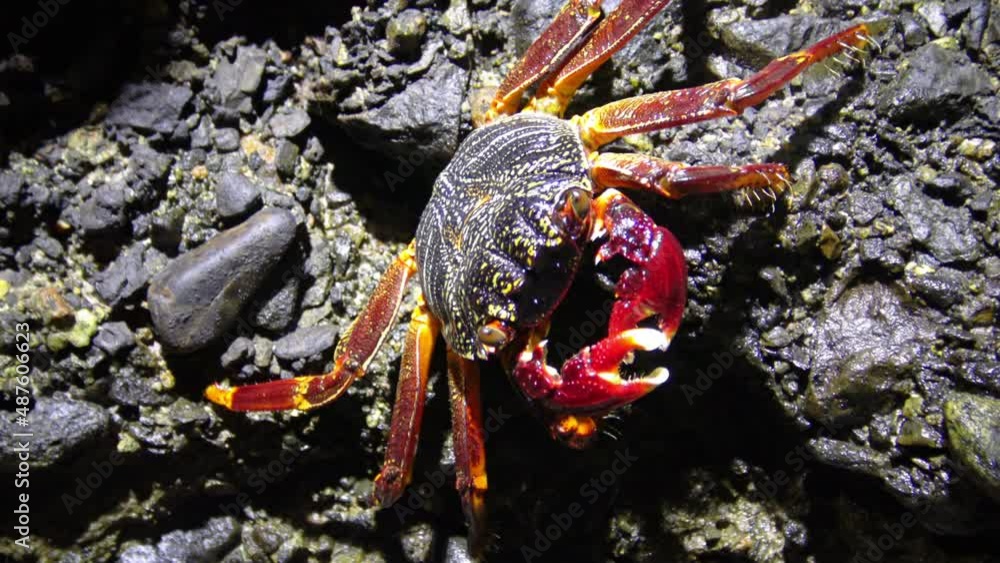 Coastal crab hides among stones and sand in the coastal reef zone in the Red Sea Coastal crab hides among stones and sand in the coastal reef zone in the Red Sea
