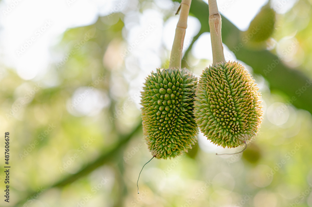Fresh small durian on tree with blur background in Chanthaburi, Thailand, king of fruit in Thai, product quality for export, small durians waiting to be planted until they are ready to be harvested Fresh small durian on tree with blur background in Chanthaburi, Thailand, king of fruit in Thai, product quality for export, small durians waiting to be planted until they are ready to be harvested