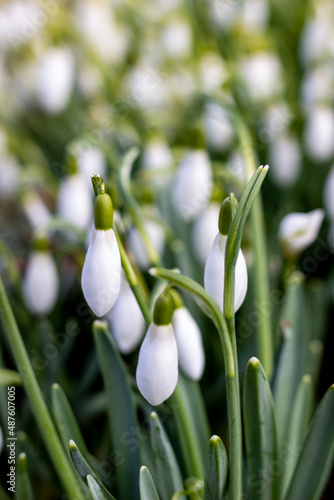 Wallpaper Mural snowdrops in spring Torontodigital.ca
