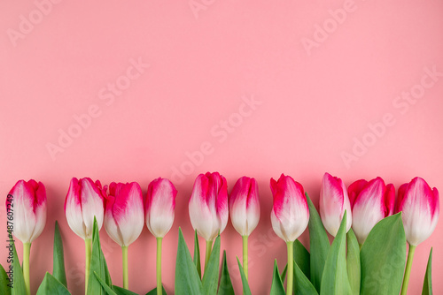 Fototapeta Naklejka Na Ścianę i Meble -  White-pink tulips on a pink background with space for writing text.