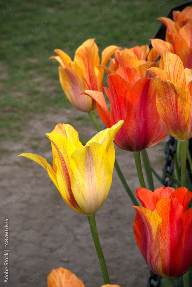 bunch of red, yellow and orange tulip flowers. Fresh spring flowers bunch of red, yellow and orange tulip flowers. Fresh spring flowers