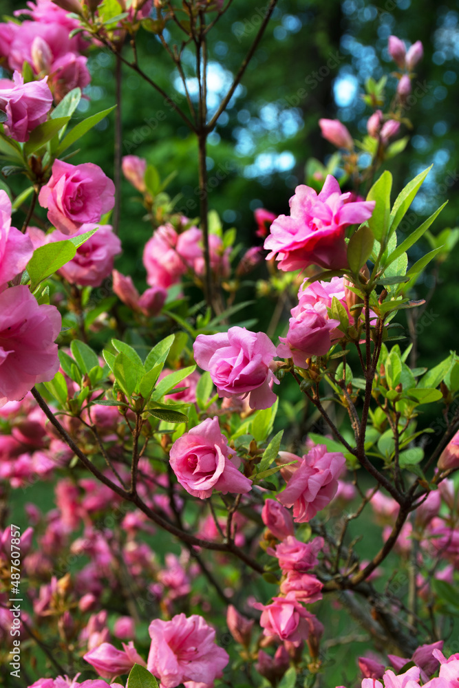Fototapeta premium Blooming pink rose bush, soft selective focus