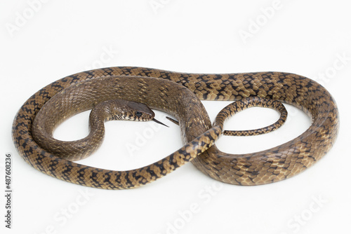 Ptyas mucosa, oriental ratsnake, Indian rat snake, on white background. 