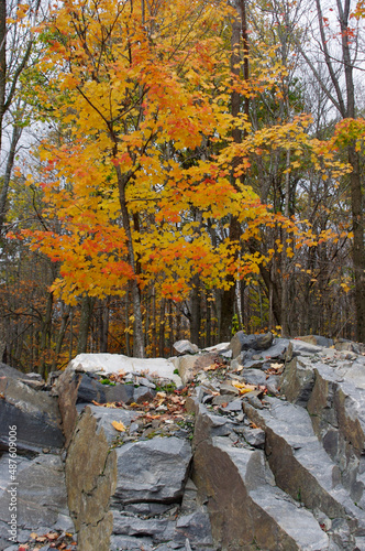 Wallpaper Mural fall tree with orange and yellow leaves behind a gray rocky hill  Torontodigital.ca