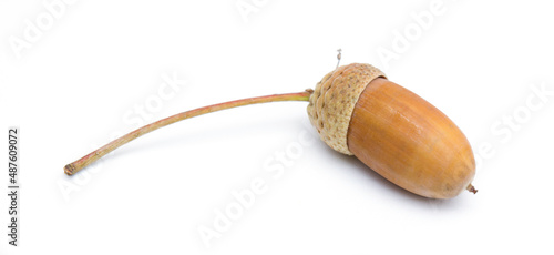 Stiel-Eiche im Herbst isoliert auf weißem Hintergrund