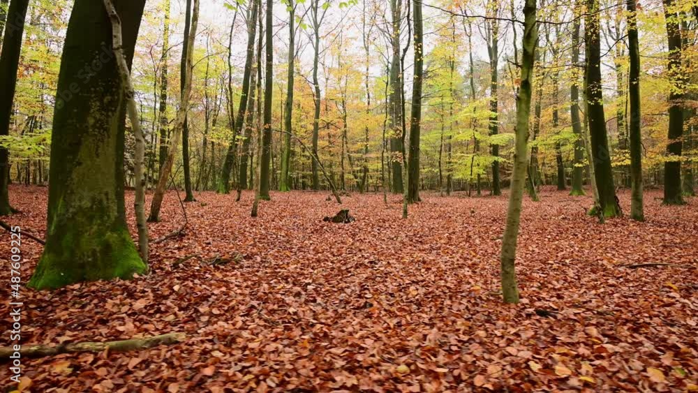 Walk through the autumn beech forest, tracking shot sideways with gimbal, emsland, lower saxony, (fagus sylvatica), germany Walk through the autumn beech forest, tracking shot sideways with gimbal, emsland, lower saxony, (fagus sylvatica), germany