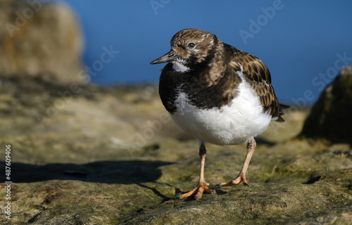 Turnstones are two bird species that comprise the genus Arenaria in the family Scolopacidae. They are closely related to calidrid sandpipers and might be considered members of the tribe Calidriini.