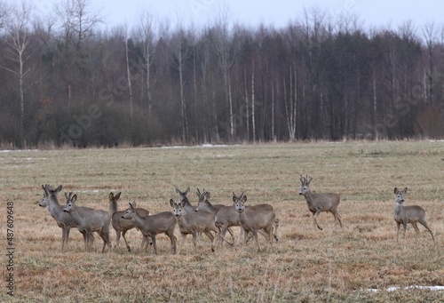 Fototapeta Naklejka Na Ścianę i Meble -  deer in the forest