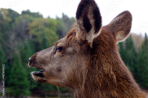 Wallpaper Mural brown deer looking away Torontodigital.ca