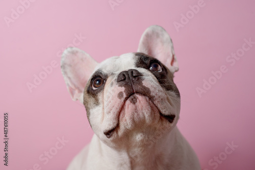 White French bulldog looks up. Dog on pink background. Sweet pet. Best friend. Copy space