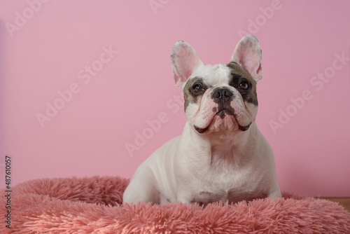 White French bulldog is lying in a dog bed on pink background. Sweet pet. Best friend. Copy space © Iulia