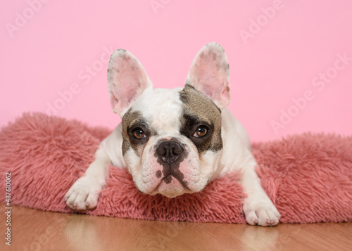 White French bulldog is lying in a dog bed on pink background. Sweet pet. Best friend. Copy space