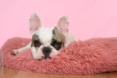 Sad White French bulldog is lying in a dog bed on pink background. Sweet pet. Best friend. Copy space