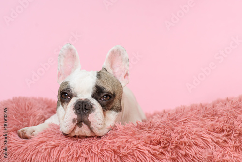 White French bulldog is lying in a dog bed on pink background. Sweet pet. Best friend. Copy space