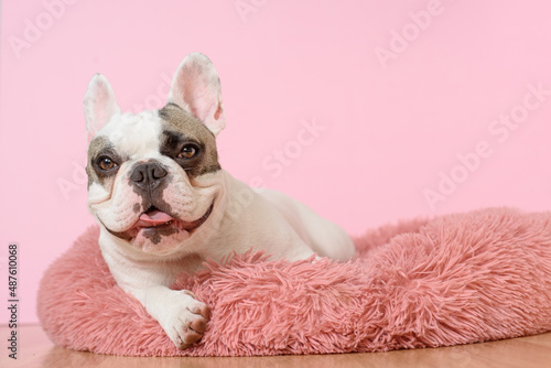 Happy White French bulldog is lying in a dog bed on pink background. Sweet pet. Best friend. Copy space