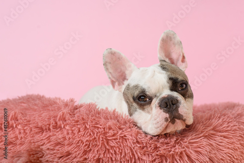 Sad White French bulldog is lying in a dog bed on pink background. Sweet pet. Best friend. Copy space © Iulia