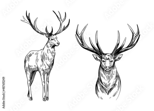 Deer sketch. Hand drawn illustration converted to vector. Black on transparent background