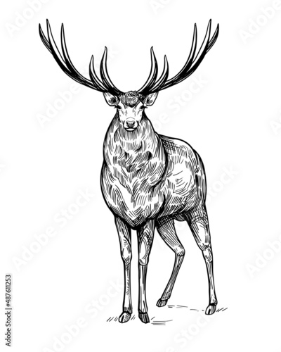 Deer sketch. Hand drawn illustration converted to vector. Black on transparent background