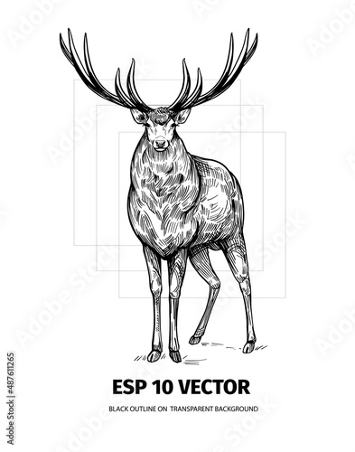 Deer sketch. Hand drawn illustration converted to vector. Black on transparent background