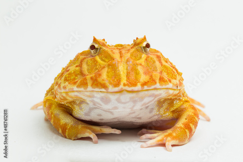 Bild auf Leinwand Pac man frog albino isolated on white background