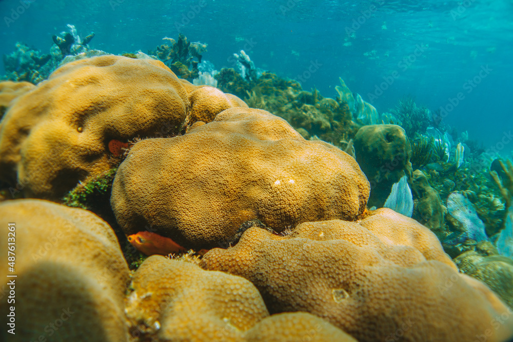 coral reef macro ,texture, abstract marine ecosystem background on a coral reef coral reef macro ,texture, abstract marine ecosystem background on a coral reef