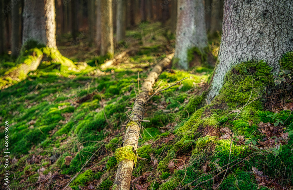 Dichter natürlicher Wald mit Moos und Sonnenstrahlen Dichter natürlicher Wald mit Moos und Sonnenstrahlen