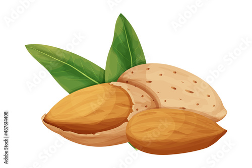 Almond in nutshell with leaves detailed raw nut, organic product, ingredient in cartoon style isolated on white background. Ripe plant, snack.