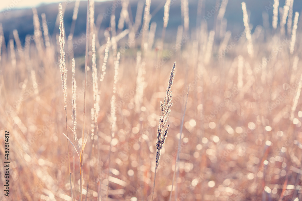 Natural background, dry yellow grass spikelets in the field Natural background, dry yellow grass spikelets in the field
