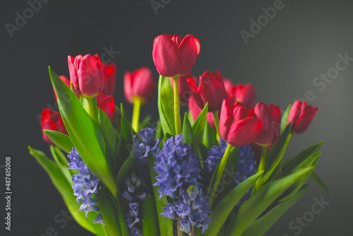 bouquet of red tulips an blue hyacinths on a dark background 