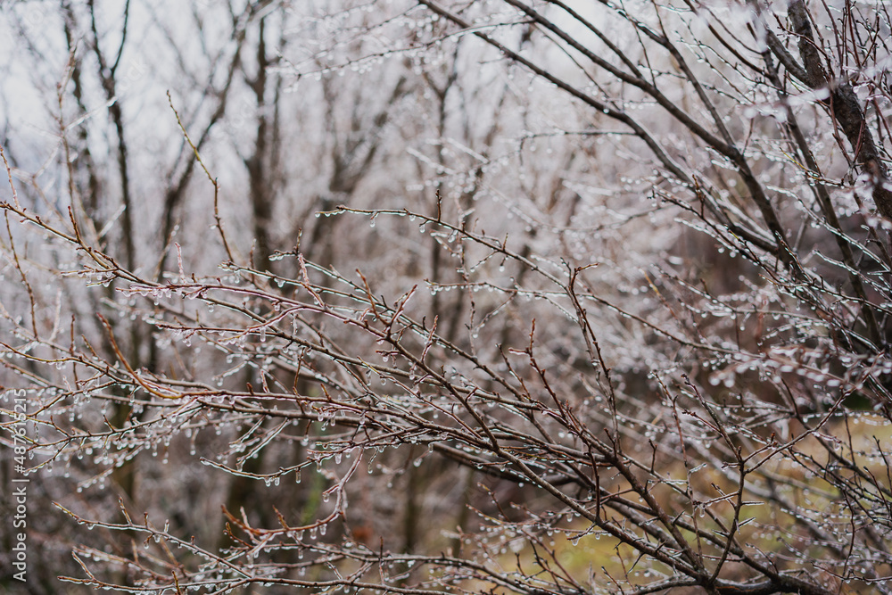 Beautiful nature background and tektura, frozen raindrops on bare branches. Global warming and environmental protection Beautiful nature background and tektura, frozen raindrops on bare branches. Global warming and environmental protection