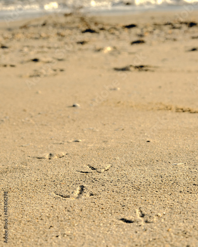 Seagull footprints on the beach