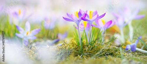 Blooming crocus flowers in a park. Early spring. Symbol of peace and joy, Easter concept. Landscaping, gardening, ecotourism, environmental conservation. Art, macrophotography. Floral pattern photo