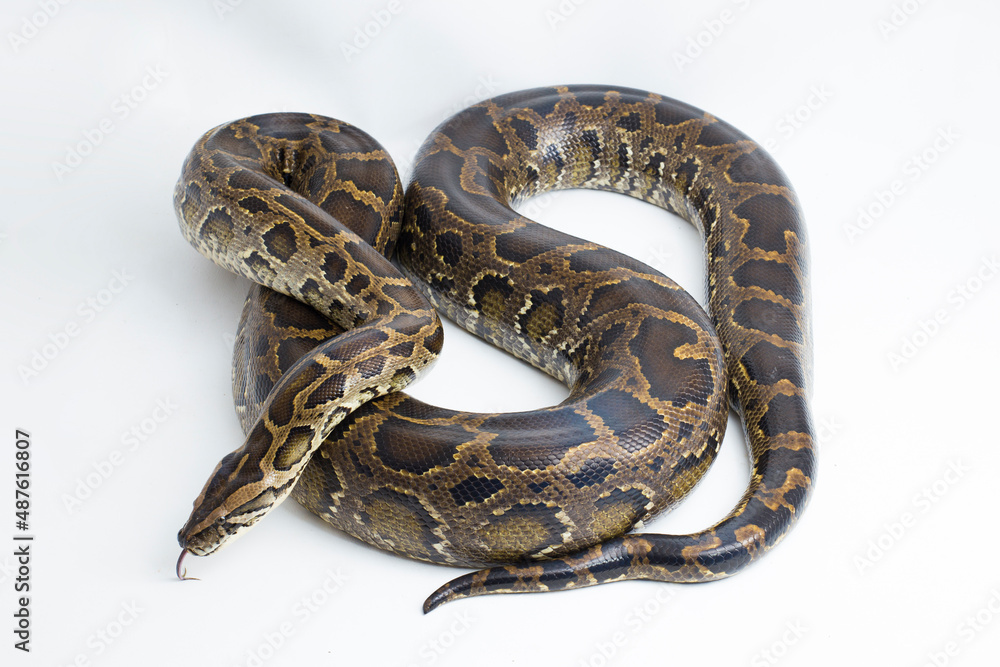 Snake Burmese Python molurus bivittatus isolated on white background
Snake Burmese Python molurus bivittatus isolated on white background