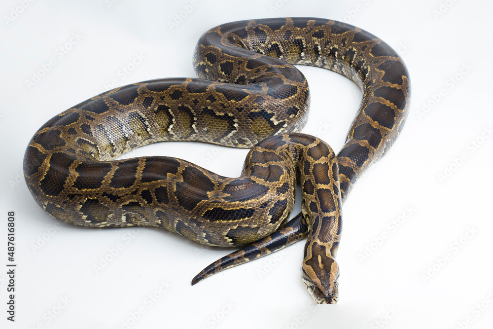 Fototapeta premium Snake Burmese Python molurus bivittatus isolated on white background 