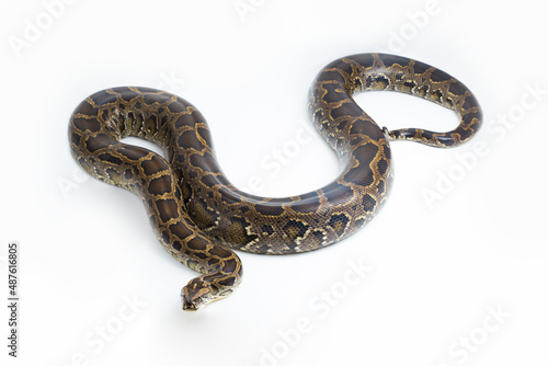 Snake Burmese Python molurus bivittatus isolated on white background 