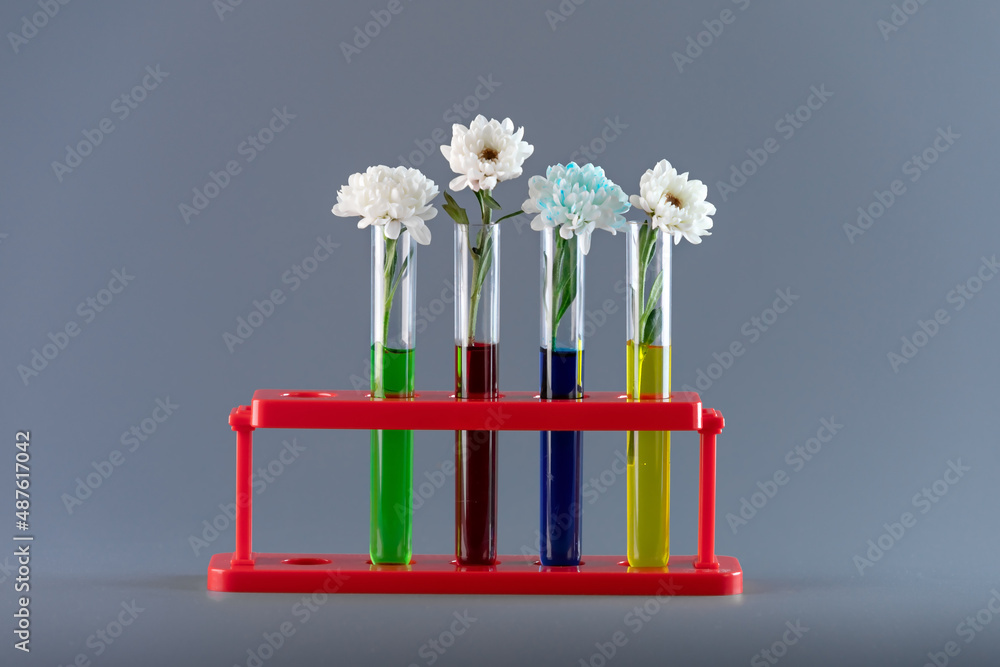Chrysanthemum buds in transparent test tubes with colored water. The