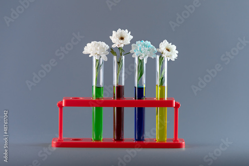 Chrysanthemum buds in transparent test tubes with colored water. The process of coloring white flowers. Changing  white flowers into another color with food coloring.