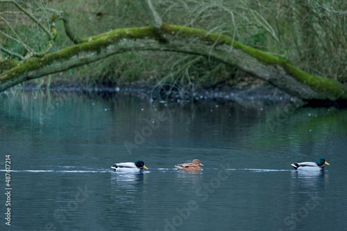 mallard  wild duck  Anas platyrhynchos  beautiful waterfowl with webbed feet swims in lake  pond  river of a city park  migration of feathered duck family  protection wildlife  do not feed animals