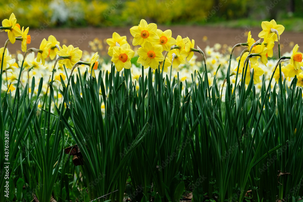 Yellow flower in garden morning time in Japanese garden. Yellow flower in garden morning time in Japanese garden.