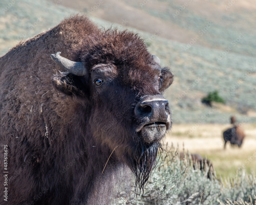 Bison of the Lamar Valley herd, Yellowstone National Park, Wyoming Bison of the Lamar Valley herd, Yellowstone National Park, Wyoming
