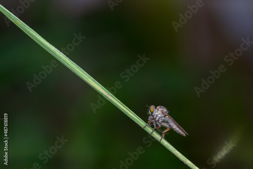 the robberfly is eating a small insect, taken at close range (Macro) with a blurred background © parianto