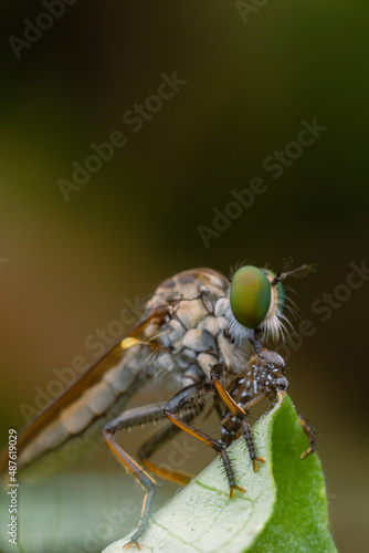 the robberfly is eating a small insect, taken at close range (Macro) with a blurred background