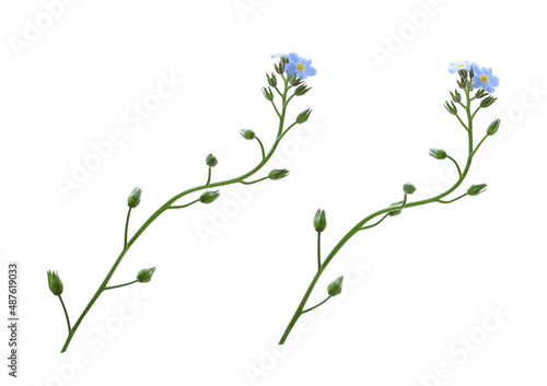 Set of blue forget-me-not f...