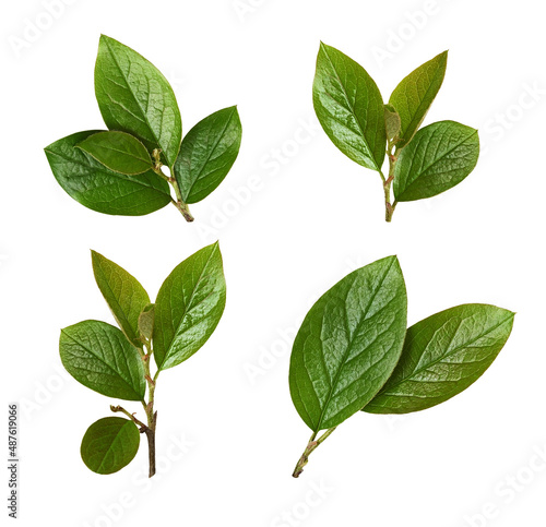 Set of spring green leaves ...