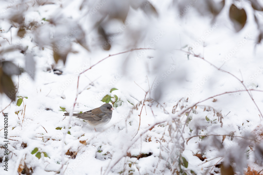 Dark-Eyed Junco bird sitting on snow covered ground in winter between vines and branches Dark-Eyed Junco bird sitting on snow covered ground in winter between vines and branches