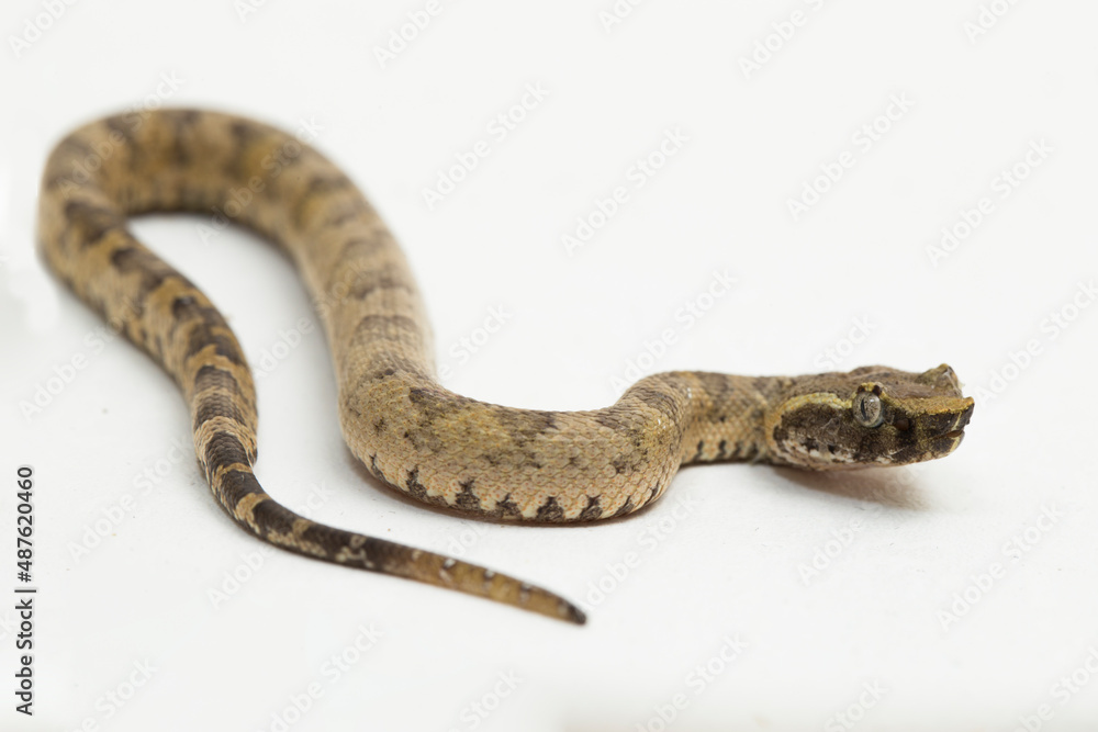 Flat-nosed pit viper snake Trimeresurus puniceus on white background
Flat-nosed pit viper snake Trimeresurus puniceus on white background