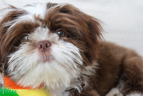 Closeup of a 98 day old Shih tzu puppy lying down and facing the camera. photo