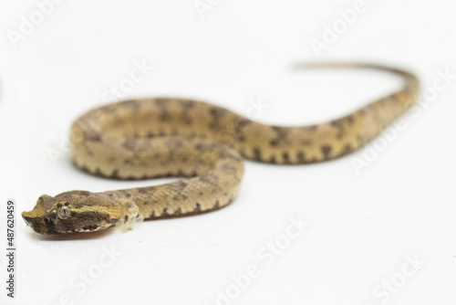 Flat-nosed pit viper snake Trimeresurus puniceus on white background 