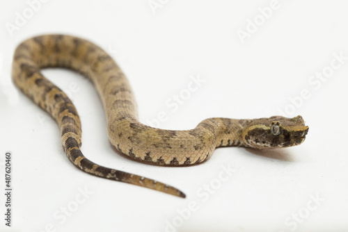 Flat-nosed pit viper snake Trimeresurus puniceus on white background  © dwi