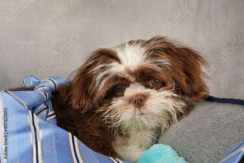 105 days old Shih tzu puppy lying next to a tie and facing the camera. photo